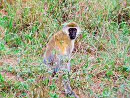 Vervet Monkey In Nairobi Gives New Meaning To Blue Balls What You Are Looking At Is A Vervet Monkey Which Was Found On Vervet Monkey African Safari Monkey