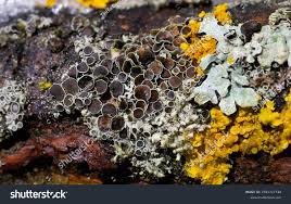Image result for Physotrichia