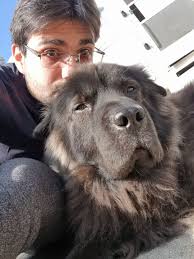 Affordable vet recommendations for ear infection treatment