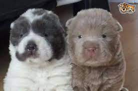 Shar Pei Puppies For Sale Solihull West Midlands Pets4homes Shar Pei Puppies Shar Pei Dog Bear Coat Shar Pei