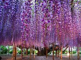 Heirloom Wisteria Seeds Tree Seeds Wisteria Sinensis Chinese Wisteria Vine Purple Flowers Bonsai Seeds For Growing View Wisteria Tree Ashikaga Trees To Plant