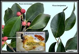 Image result for Ficus amadiensis