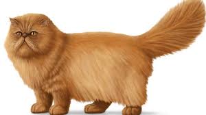 It is therefore a pointed persian cat. Himalayan Breed Of Cat Britannica