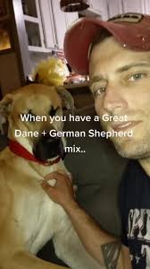 A Great Dane Mixed with A German Shepherd
