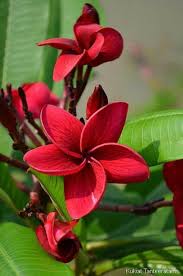 Brilliant Red Frangipani Flowers Plumeria Flowers Amazing Flowers Flower Seeds