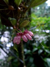 Image result for Dipcadi vaginatum