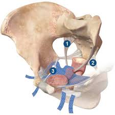 What Is Transvaginal Mesh Transvaginal Mesh Mesh Nerve Damage