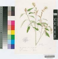 Image result for Croton gratissimus