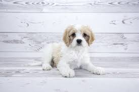 Maybe you would like to learn more about one of these? Cavachon The Complete Care Guide To This Teddy Bear