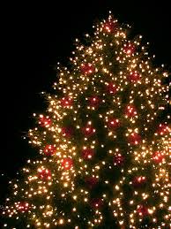 Maybe you would like to learn more about one of these? Stein Discusses Holiday Tree Care At A New Level Live Trees
