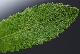 Image result for Myrica chimanimaniana