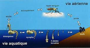 Moustiques : Sont-Ils Attirés Par Les Piscines? La Réponse!