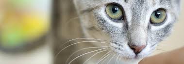 Maybe you would like to learn more about one of these? Health Benefits Of Spaying Or Neutering Your Cat Hill S Pet