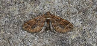 Image result for Pelurga comitata