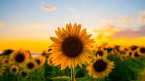 Sunflower Sunflower Flower Sunflower Plants