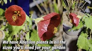 Image result for Abutilon sp.no.2