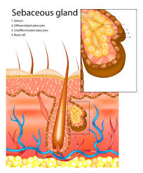Image result for Sebaceous Gland