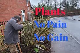 How To Prune And Maintain Phormiums New Zealand Flax Youtube New Zealand Flax New Zealand Prune