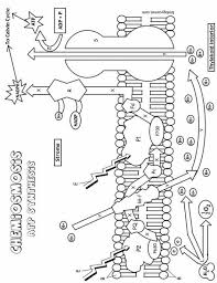 Photosystems Coloring Biology Lessons Teaching Biology Biology Classroom