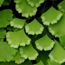 Image result for Adiantum soboliferum