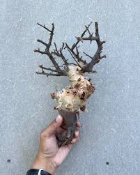 Image result for Commiphora