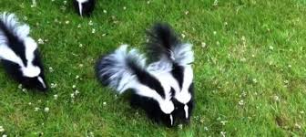 Make sure you do not leave the mixture in. How To Get Rid Of Skunks And Skunk Smell Diy Tips Contractor Cost