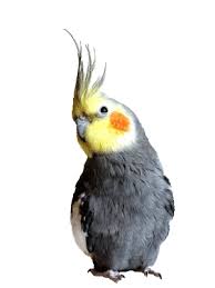 Download the perfect cockatiel pictures. Cockatiels