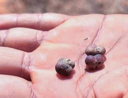 Image result for Grewia pachycalyx