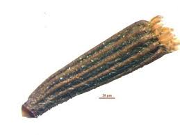 Image result for Vernonia kirungae