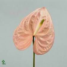 Pin On Anthuriums Flamingo Flower