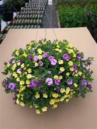 Image result for foto Million Bells