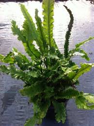 Image result for Asplenium laurentii