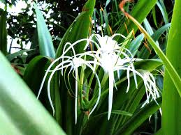 Image result for Amaryllidaceae