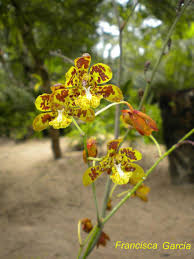 Image result for Graphorkis