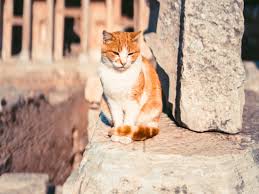 Azzam a lucrat pentru armata poloneză în afganistan pe post de translator, motiv. Pisicile Abandonate In Cipru Din Cauza Pandemiei Si A Saraciei Felinele In Pericol