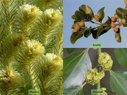 Image result for Rhamnaceae