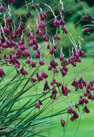 Dierama Pulcherrimum Blackbird Lancelot Tradgardsideer Prydnadsgras Tradgardsplanering