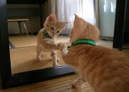 He did that to a cop like a month ago on air. What Effect Do Mirrors Have On Animals Mirrorworld Blog