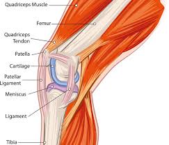 Muscles allow a person to move. 5 Physical Therapy Knee Exercises For Strong And Healthy Knees Physio Logic Nyc