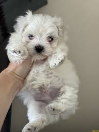 Tea Cup Maltese Terrier Ozel Uretim Kore Kan Yavrular 241178 Bikopek Com