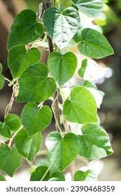 Image result for Cissampelos