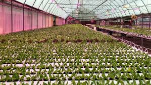 Commercial Growing Systems Stuppy Greenhouse