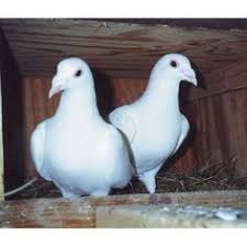 Snow White Trenton Racing Homers Racing Pigeons Racing Pigeons For Sale Pigeon Breeds