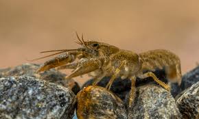 Image result for Ochna macrocalyx