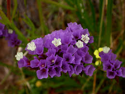 Image result for Plumbaginaceae