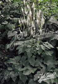 Image result for Acalypha racemosa