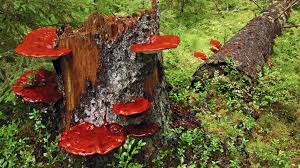 Image result for Ganoderma lucidum