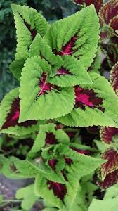 Image result for Coleus esculentus