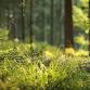 Forest Bathing+ An Introduction at NT Leith Hill event image
