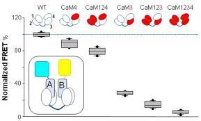 Figures and data in Redox regulation of KV7 channels through EF3 hand of  calmodulin 